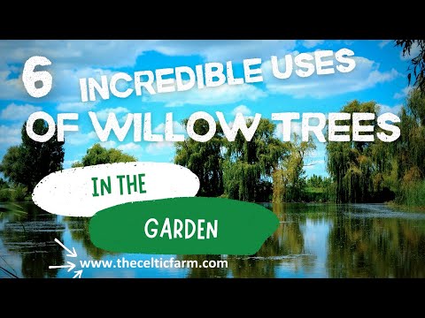 6 Incredible Uses of Willow Trees in Your Garden 🌳 | Transform Your Outdoor Space!