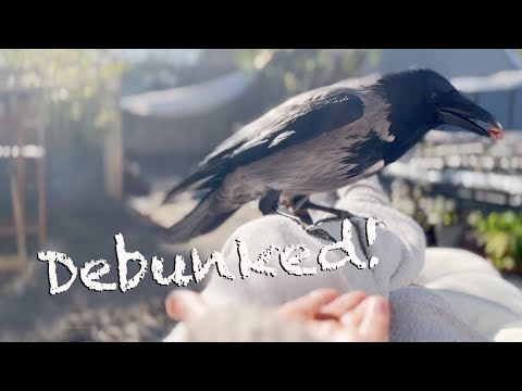 Should I Feed Crows? (Story 41)