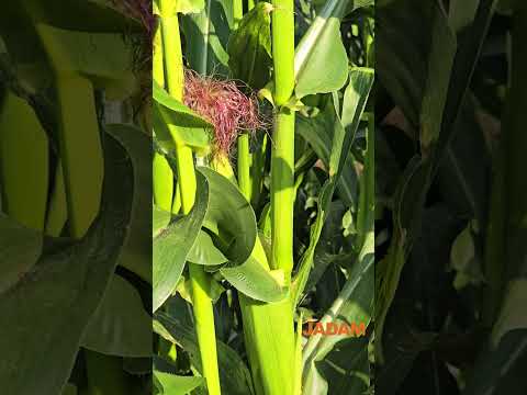 Farming Organic Corn Is Not Easy (JADAM Organic Farm) 옥수수 유기 재배 호락호락하지 않다. (자닮농장) #organiccorn