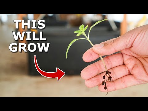 10 Seed Starting Hacks You Must Know