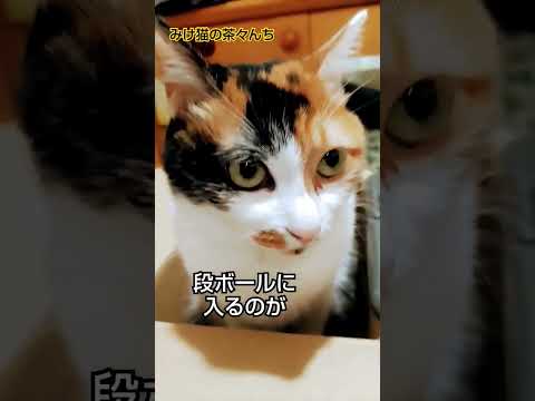 茶々のマイブームは…　#cute #cutecat #三毛猫#猫のいる暮らし