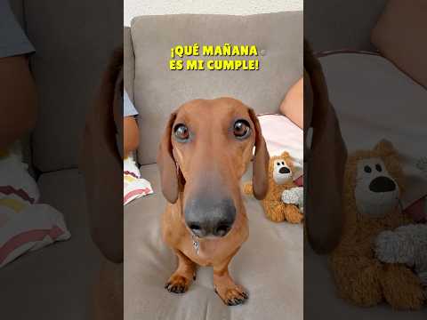 Te INVITO a mi CUMPLE🎉🎂 #dachshund #perrosalchicha #teckel