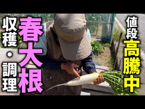 【家庭菜園で育てるとお得な春大根】今とっても高い春大根を収穫して食す！【春大根】