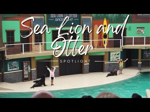 Sea Lion and  Otter Spotlight I Sea World San Antonio, Texas