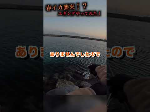 『春イカエギング』シーズンイン！！春イカエギングやってみた！#shorts #釣り #エギング #fishing #イカ釣り