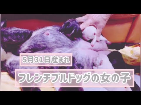 #495　５月３１日生まれ！フレンチブルドッグの女の子たち♡　【子犬】