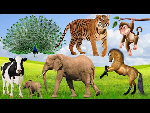 Natural animals - Animal sounds: Horse, Sheep, Peacock, Elephant, Tiger, Dog, Cat...