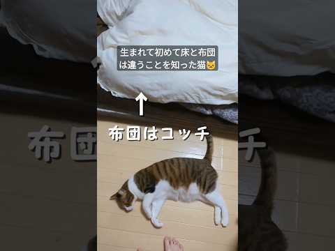 生まれて初めて床と布団は違うことを知った猫の表情が可愛い😂 #shorts #short #cat #猫 #可愛い