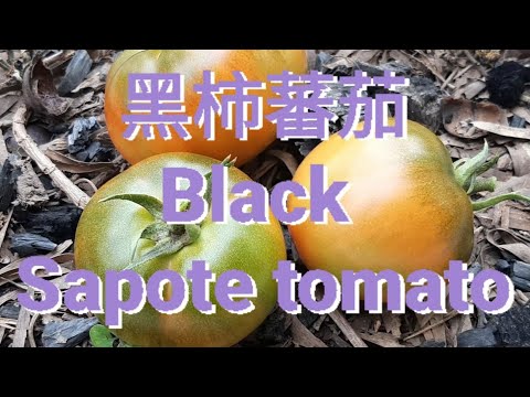 黑柿蕃茄 Black Sapote tomato