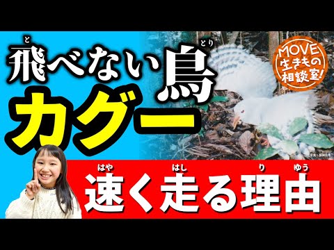 【飛べない鳥カグーのひみつ】 #カグー が速く走る理由は？【MOVE生きもの相談室】