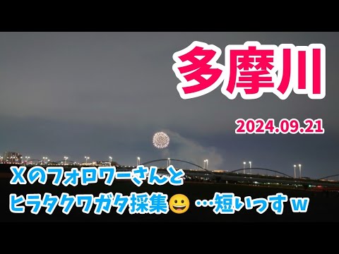 【昆虫採集】Ｘのフォロワーさんと 多摩川 河川敷 ヒラタクワガタ 樹液採集 2024.09.21［ヒラタクワガタ、コクワガタ、ノコギリクワガタ、クワガタ、クワガタ採集、多摩川、東京］