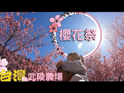 【粉紅之行】台灣櫻花祭 － 武陵農場