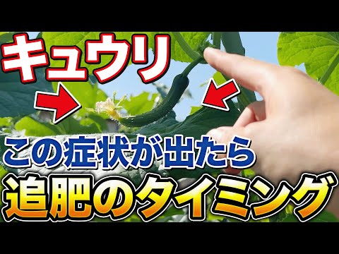 【今後に影響します】キュウリ100本以上収穫するなら知っておかなければならない追肥タイミングとそのやり方