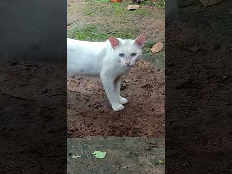 This condition called heterochromia result in cats having 2different colored eyes#cat #heterochromia