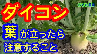 【ダイコン】葉が立派に立ってきたら、コレに注意して下さい。管理方法／大根栽培／葉の枚数／トンネル