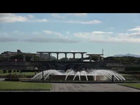 ワイエムエス　フレンドリー　海の中道海浜公園のイチョウとコスモス（福岡市）　2024/11/07