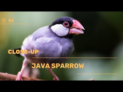 👉 S6 Java sparrow - Padda oryzivora | Orezari