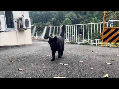 坂道で追いかけてくる黒ねこちゃん　No.７５６　２０２４年　９月２１日　８：３０　のくろねこちゃん　black cat