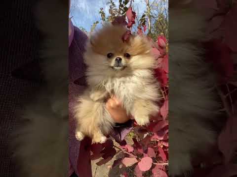 Cute dog videos #shorts #dog #puppy #cutedog