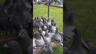 Pui 2024 🕊❤️#pigeon #viral #birds #porumbei #subscribe #youtubeshorts #foryou #relaxing #shorts