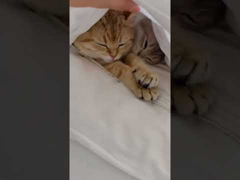 Cute Baby Cat 🐈।। Environmental Life।। #shorts #cutecat #viral