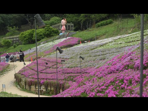 芝桜の小道・ヤマサかまぼこKK