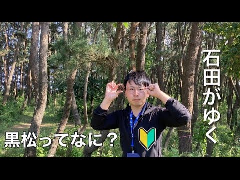 【石田がゆく第１回】村の木（黒松）を探しにゆく。