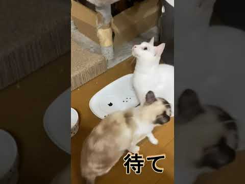 #shorts #ご飯の時に待てを守る猫#ペット