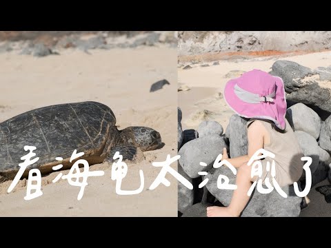 Hawaii Vlog 夏威夷旅行ׁ｜来茂宜一定要看的野生海龟！我们从Andaz Maui搬到了Grand Wailea｜吐槽1000刀一晚的酒店【饭团看世界ep5】