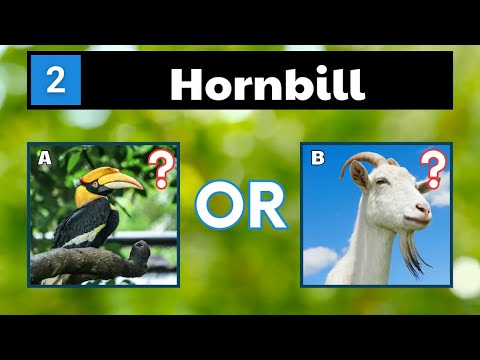 Name These Animals That Start With H | Animals  Quiz