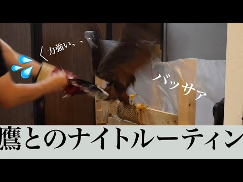 鷹とのナイトルーティン