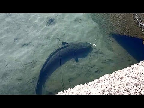 足元の巨大魚釣りたい。