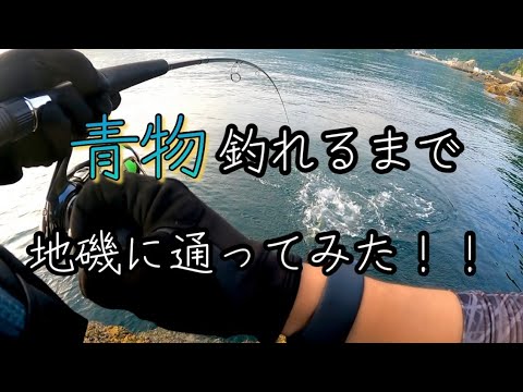 【ロックショア】青物釣れるまで同じ地磯に通ってみた！！