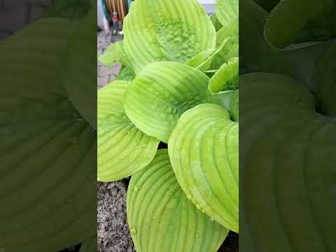 #gardenplants #hostas #funkien #spring2023