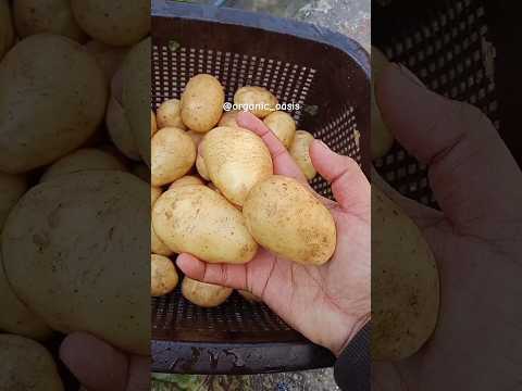 homegrown organic potatoes