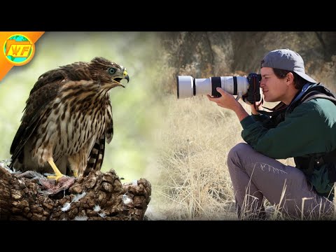 Top 5 Things I Filmed as a Wildlife Videographer in 2024