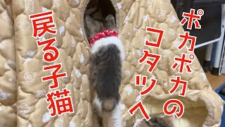 ご飯を食べ終わるとポカポカのコタツへ戻る子猫達。