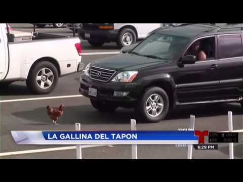 ¡La gallina formó un súper tapón!