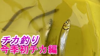 チカ釣り  今季初チカ編