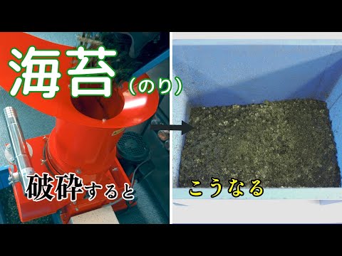 【飼料・肥料作りなどに】海苔（のり）を小型破砕機で砕きました