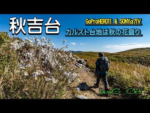 GoProHERO11&α7Ⅳ【秋吉台】カルスト台地は秋の花盛り