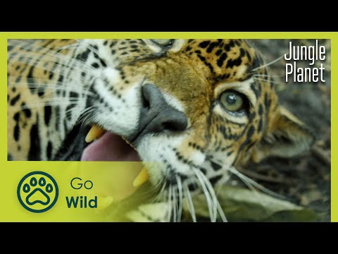 The Rainforests in the Clouds: Central America | Jungle Planet 12/26 | Go Wild