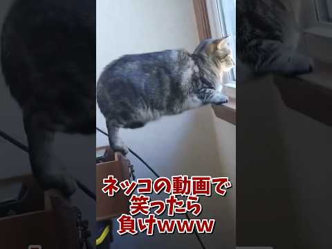 ネッコの動画で笑ったら寝ろｗｗｗ　#2ch #2ch動物スレ #2ch面白いスレ #動物 #犬 #猫 #癒やし #ねこ #2chほのぼの #ネコ