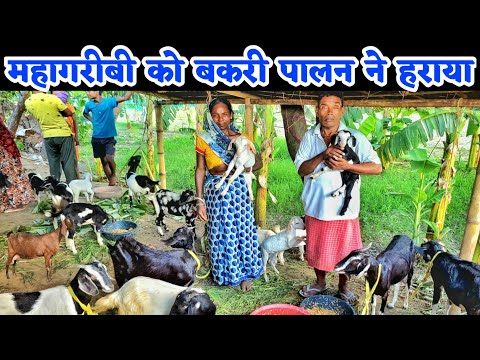 1 बकरी से 20 बकरी अब होगी गरीबी दूर | कम खर्च में बकरी पालन कैसे करें | low cost goat farming