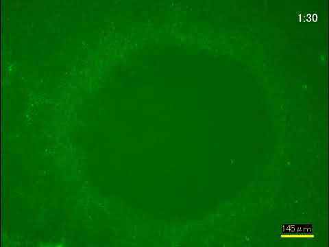 Unit 8 Part 3 Video KP 1 Fluorescence