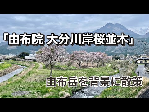 【大分】由布岳を背景に散策「由布院 大分川岸桜並木」