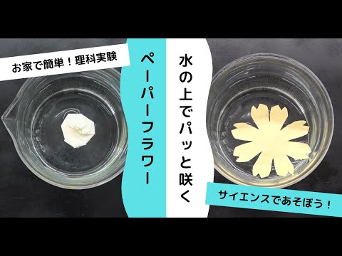 【科学あそび】水の上でお花を咲かせよう！～折り紙と科学の工作～