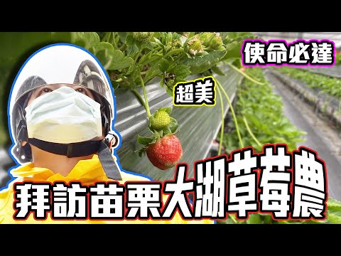 【尋農高手】拜訪苗栗大湖草莓農！從南投騎到大湖，有史以來騎最遠的一次！超美果園，整齊到不行！