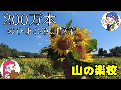 【青森おでかけ】絶対見に行くべき！200万本のひまわり畑＆そば畑がすごい！「八戸市青葉湖展望交流施設　山の楽校」2024【青森県八戸市】