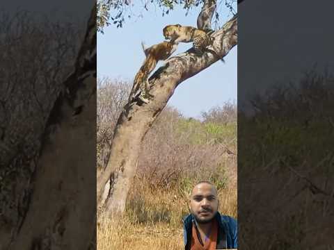 Leopard vs leopard fight 😱 #krugersightings #africanleopard #kruger #krugernationalpark #liontiger